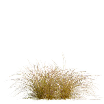 Eragrostis curvula tree, front view, 8K PNG, isolate, cutout, Clump of tall yellow grass on transparent background
