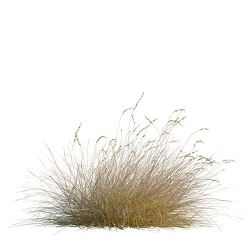Hilaria mutica tree, front view, 8K PNG, isolate, cutout, Dry grass clump on transparent background for design use