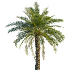 Obraz premium Phoenix dactylifera tree, front view, 8K PNG, isolate, cutout, Majestic palm tree with lush green leaves on transparent background