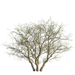 Fototapeta premium Senegalia mellifera tree, front view, 8K PNG, isolate, cutout, Tree with sparse leaves and multiple trunks on transparent background