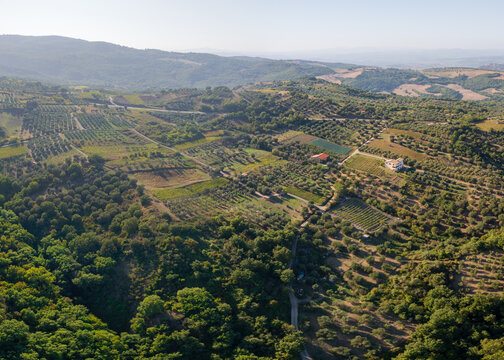 Aerial view of sun-drenched olive groves and vineyards paint a lush, patterned landscape, contrasting with the dense, shadowed forests below, Montegiovi, Tuscany, Italy.