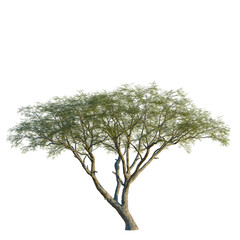 Vachellia nilotica tree, front view, 8K PNG, isolate, cutout, Tree with lush green leaves on transparent background