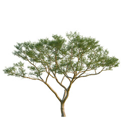 Vachellia xanthophloea tree, front view, 8K PNG, isolate, cutout, Tree with green leaves on transparent background for design