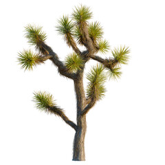 Yucca brevifolia tree, front view, 8K PNG, isolate, cutout, Joshua tree with green spiky leaves on transparent background