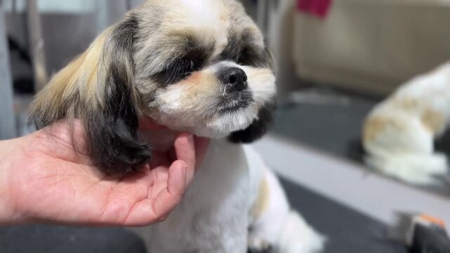 A short-haired white Shih Tzu with dark spots sits on a grooming table after a bath and haircut. Grooming salon. Cute pet look. Puppy