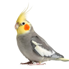 Cockatiel Bird Portrait: Yellow Crest & Grey Plumage