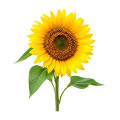 Obraz premium Beautiful sunflower with green leaves on white background isolated on transparent background, isolated on white background