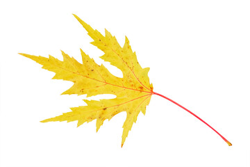 fallen yellow carved maple leaf with veins