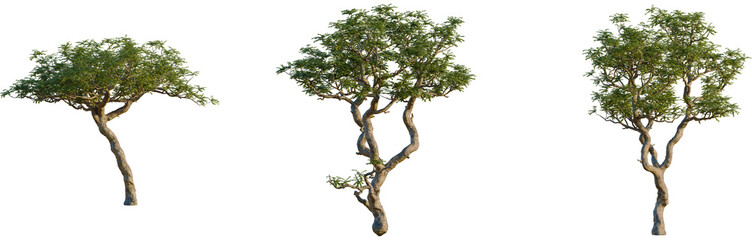 Boswellia sacra tree, front view, cutout, isolate, 8k PNG, Three isolated trees with green leaves on transparent background
