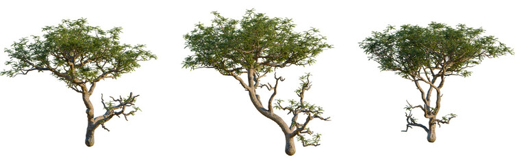 Boswellia sacra tree, front view, cutout, isolate, 8k PNG, Three green trees with brown trunks on transparent background