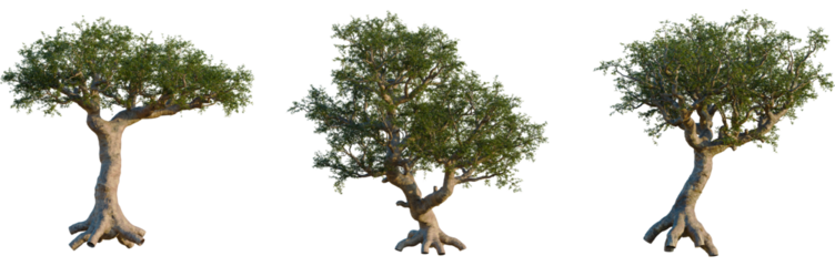 Commiphora myrrha tree, front view, cutout, isolate, 8k PNG, Three olive trees with green leaves on brown trunks