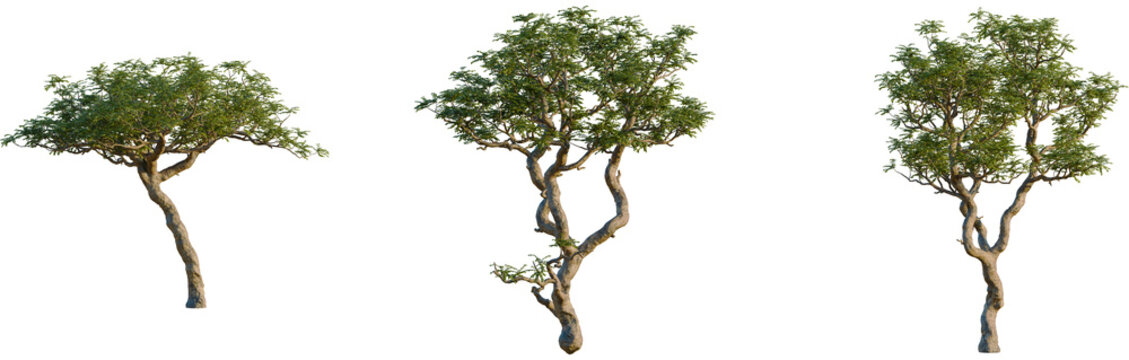 Boswellia sacra tree, front view, cutout, isolate, 8k PNG, Three isolated trees with green leaves on transparent background