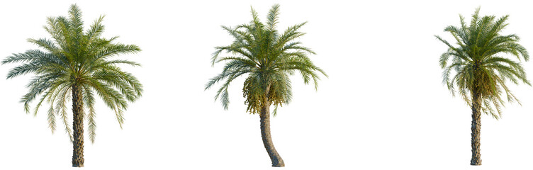 Fototapeta premium Phoenix dactylifera tree, front view, cutout, isolate, 8k PNG, Three green palm trees on transparent background for design
