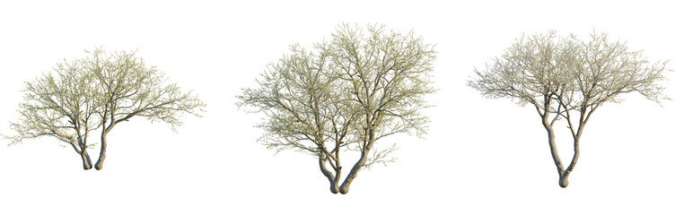 Senegalia mellifera tree, front view, cutout, isolate, 8k PNG, Set of blooming trees on transparent background for design