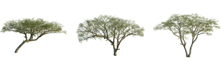 Vachellia nilotica tree, front view, cutout, isolate, 8k PNG, Set of three trees with green leaves on transparent background