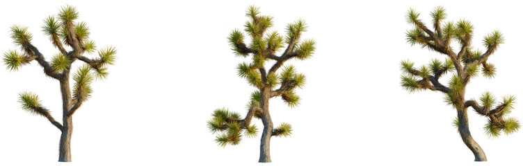 Yucca brevifolia tree, front view, cutout, isolate, 8k PNG, Three Joshua trees on transparent...