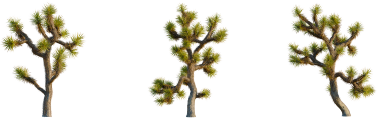 Yucca brevifolia tree, front view, cutout, isolate, 8k PNG, Three Joshua trees on transparent background for design