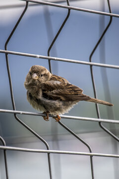 View of a small, brown sparrow perched delicately on a cold, silver metal fence against the soft, blurry backdrop of a building, Zurich, Switzerland.