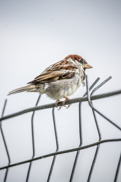 View of a brown and white sparrow perched on a wire fence against a blurred, overcast sky, a moment of stillness and observation, Zurich, Switzerland.