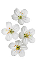 Obraz premium Five White Flowers with Yellow Centers and Green Stems Isolated on White Background floral nature