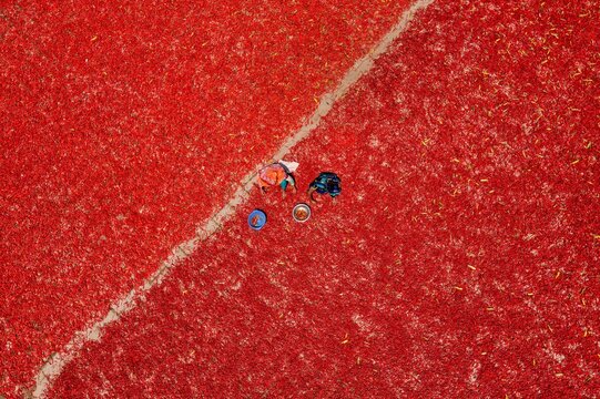 Aerial view of vibrant red chillies spread out to dry under the sun, creating a stunning tapestry of color with farmers at work, Sariakandi, Rajshahi Division, Bangladesh.