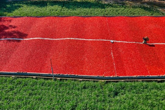 Aerial view of a vibrant red field of chilies drying under the sun, creating a striking contrast with the surrounding green grass, Sariakandi, Rajshahi Division, Bangladesh.