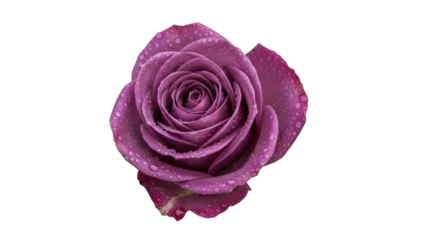 Violet Rose with Water Droplets on Transparent Background PNG