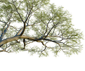 Vachellia nilotica tree, corner view, cutout, isolate, 4K Png, Tree branch with lush green leaves on transparent background