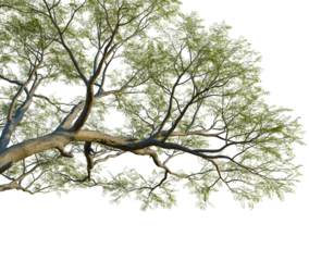 Vachellia nilotica tree, corner view, cutout, isolate, 4K Png, Tree branch with lush green leaves on transparent background
