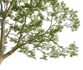 Vachellia xanthophloea tree, corner view, cutout, isolate, 4K Png, Tree branch with lush green leaves on transparent background