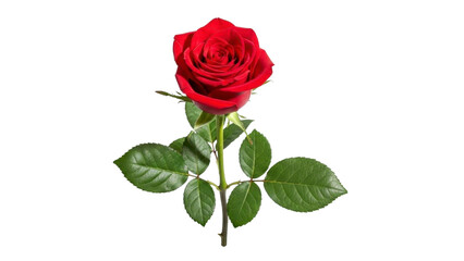 Single Red Rose Blossom on a Transparent Background PNG Image