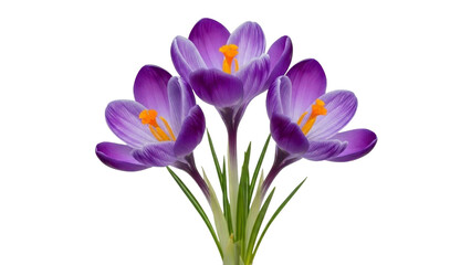 Fototapeta premium Three Crocus Flowers Isolated on a Transparent Background PNG