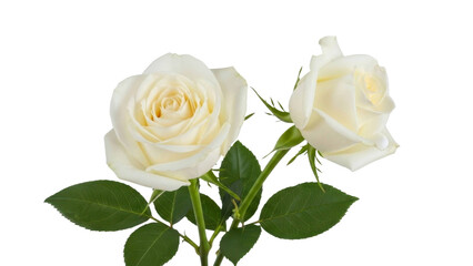 Naklejka premium Two White Roses on a Transparent Background, PNG Image