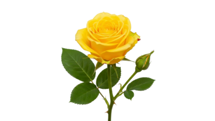Single Yellow Rose with Bud on Transparent Background PNG Image