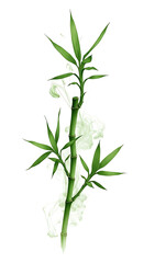 Fototapeta premium Green bamboo plant with white smoke effect leaves