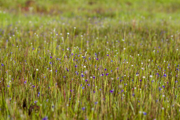 Wild purple flowers blooming in the Kaas Plateau grassland, Maharashtra, creating a colorful natural meadow during the monsoon season.