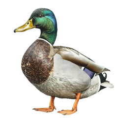 high-quality watercolor Mallard duck.perfect for enhancing your design projects. Ideal for wildlife-themed designs, nature prints, greeting cards, and digital projects