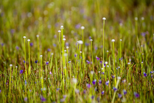 Wild purple flowers blooming in the Kaas Plateau grassland, Maharashtra, creating a colorful natural meadow during the monsoon season.
