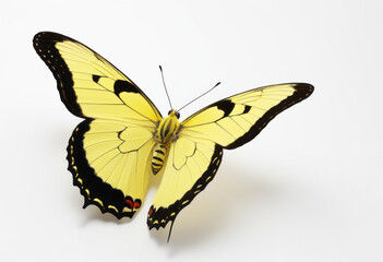 Obraz premium White Angled-Sulphur butterfly, Anteos clorinde, Latin American species, tropical butterfly, butterfly with open wings, top view on white background, close-up photography