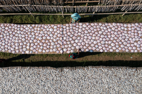 Aerial view of rows of drying fish laid out in stark white circles against the earth, contrasting with the dark shadows of the workers, Chattogram, Chittagong Division, Bangladesh.