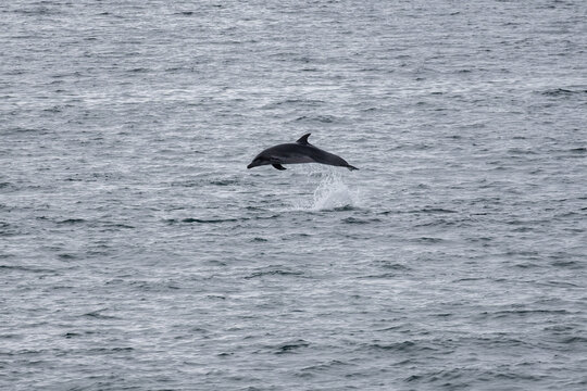 Delfines saltando frente a la costa de Angola