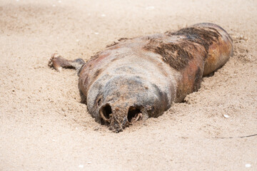 Cadáver de león marino en las playas de Bahia dos Tigres, Angola