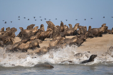 Leones marinos de Bahia dos Tigres, Angola