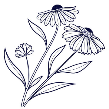 helenium hoopesii vector