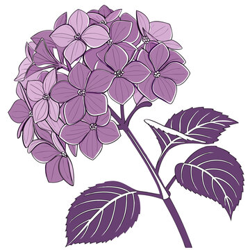 hydrangea cut purple with leaves