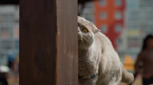 Surefooted Cat Balances On Railing, Poised Cat Navigates Slender Ledge Amid City Scene And Watching Crowd, Confident Feline Carefully Moves Across Narrow Rail With Spectators Observing Nearby