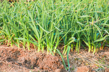 Obraz premium Young Garlic Seedlings in Red Soil Field Garden
