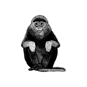 Douc langur, showcasing its distinctive facial features and calm sitting posture. This artistic wildlife depiction highlights the elegance and uniqueness of an exotic primate.