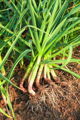 Obraz premium Fresh Red-Skinned Garlic Seedlings in Garden Field