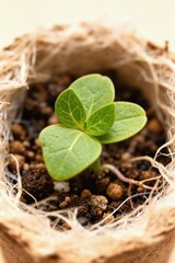 Close-up seedling in biodegradable pot for Earth Day renewal in soft light